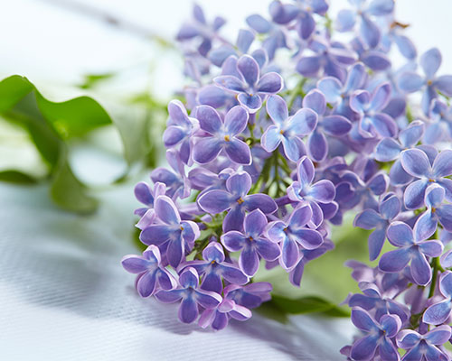 淡紫色丁香花摄影高清