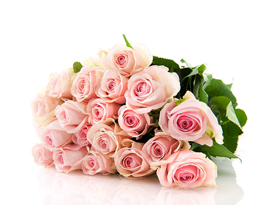 粉色白色高清玫瑰花束