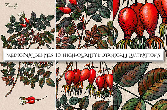 复古浆果植物插画装饰画素材下载5
