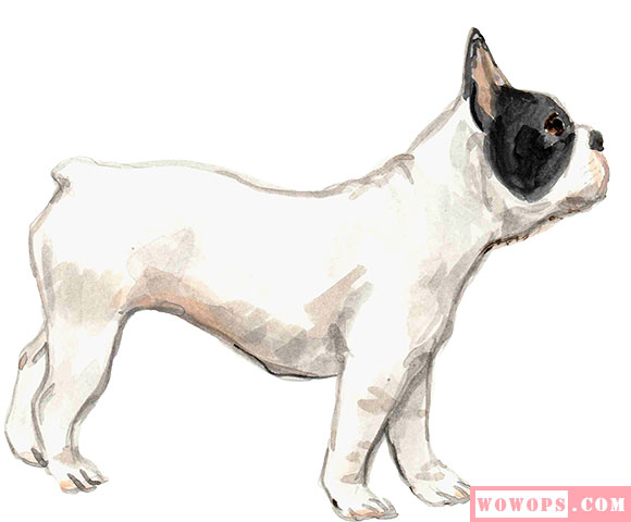 水彩手绘黑白法国斗牛犬插画素材5