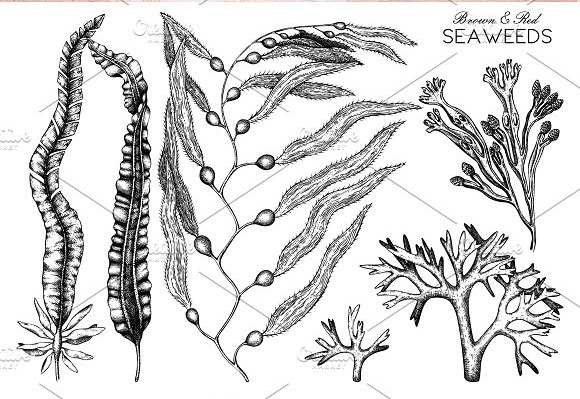 复古手绘海藻珊瑚海生物图案插图素材4