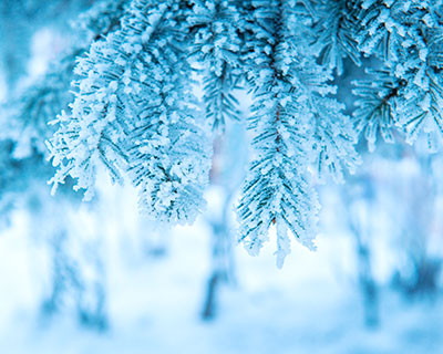 冬天冰霜树枝唯美摄影图片素材