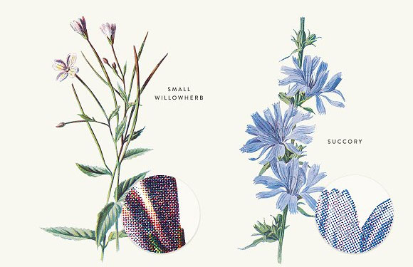 复古植物花卉装饰画插画素材9