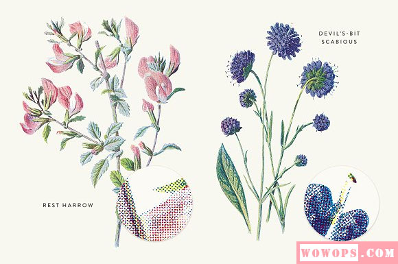 复古植物花卉装饰画插画素材11