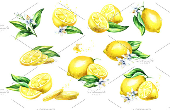 自然清爽柠檬柑橘果实植物插画素材3