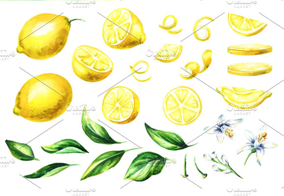 自然清爽柠檬柑橘果实植物插画素材2