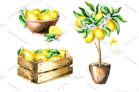 自然清爽柠檬柑橘果实植物插画素材4