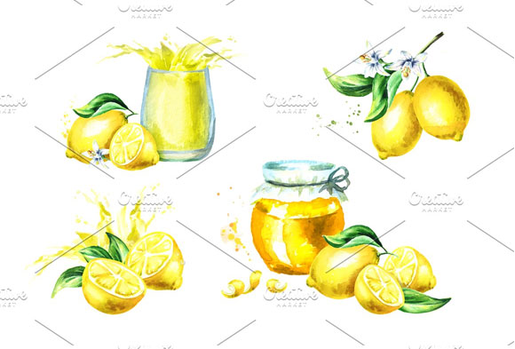 自然清爽柠檬柑橘果实植物插画素材6