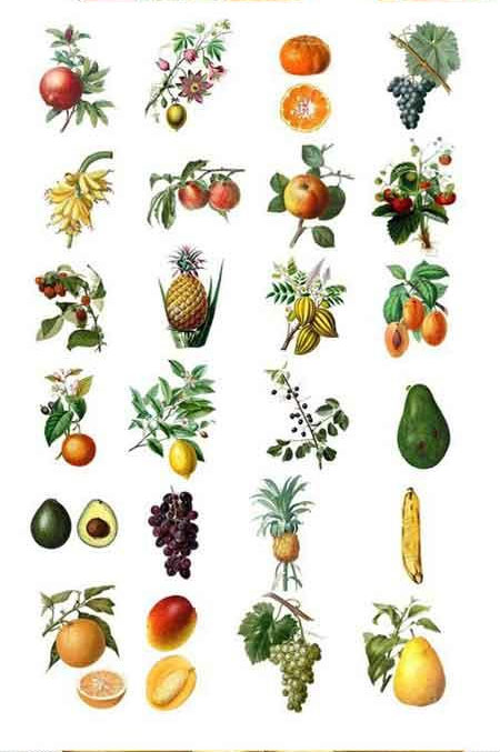 各种水果植物素材下载2