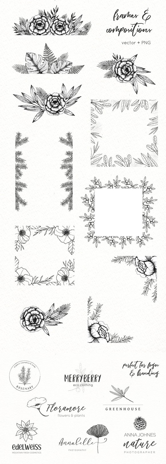 手绘线描植物花卉设计插画素材3