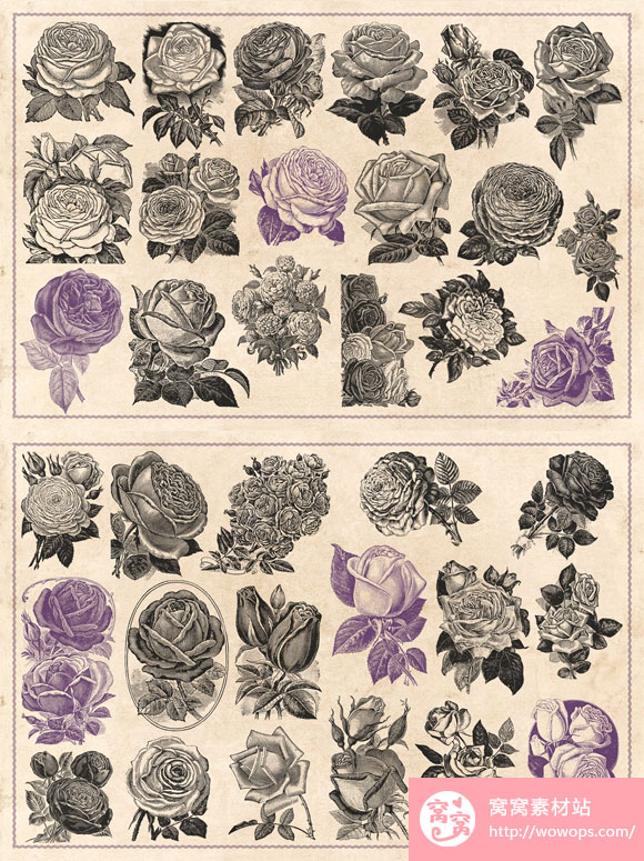复古老式玫瑰花卉图案插画素材下载4