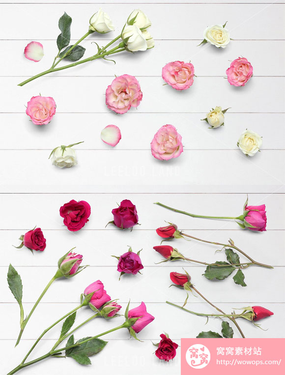 玫瑰花卉植物平铺场景模型素材下载玫瑰花卉植物平铺场景模型素材下载3