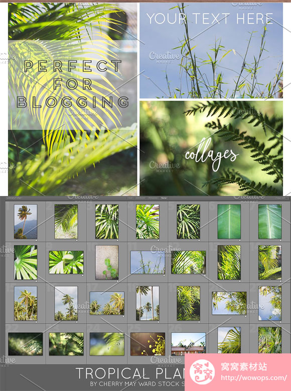 绿色热带植物摄影图片素材下载4