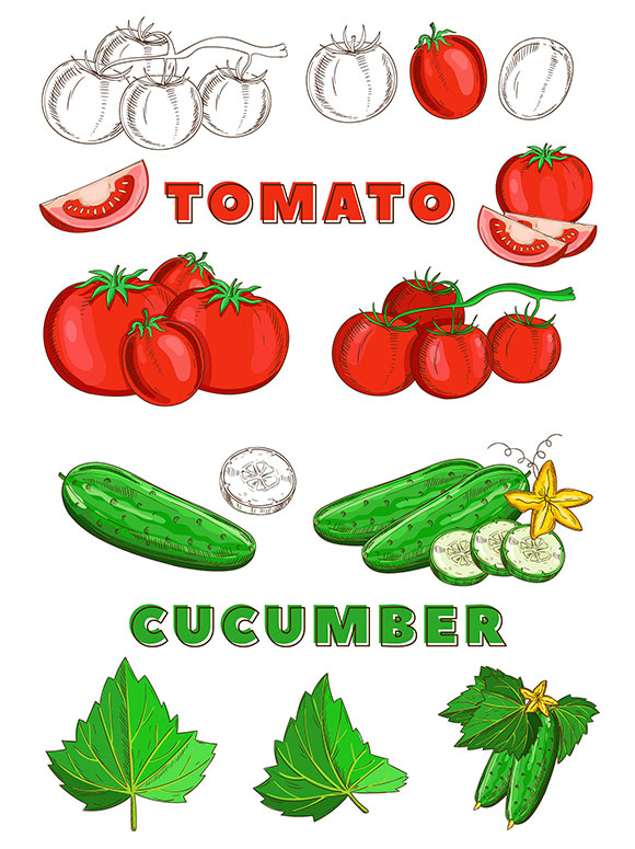 复古素描彩色蔬菜素材下载2