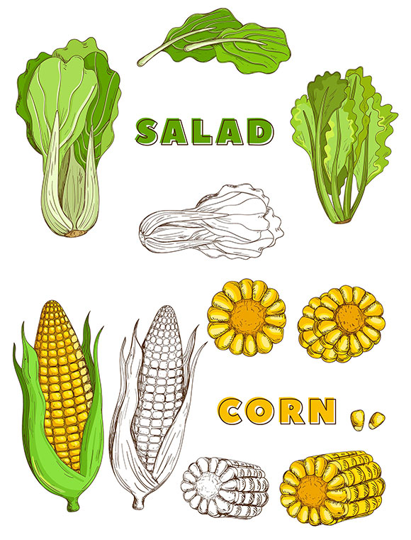 复古素描彩色蔬菜素材下载7