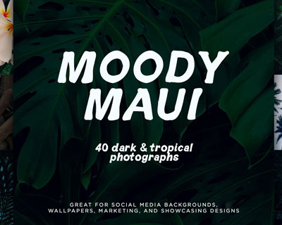 夏威夷热带树叶棕榈绿色植物图片下载