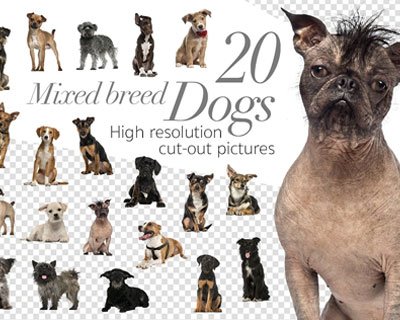 20种不同品种狗狗素材
