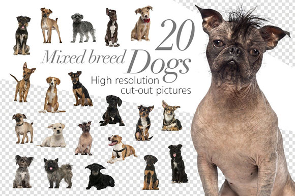 20种不同品种狗狗素材下载1