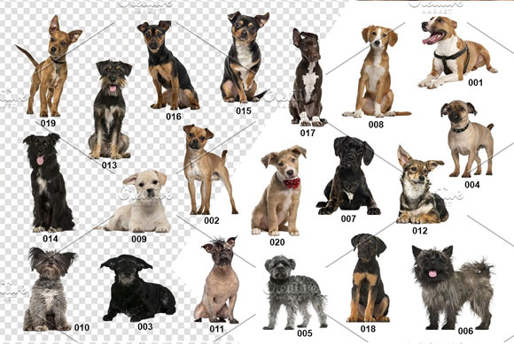 20种不同品种狗狗素材下载2