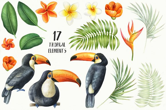 手绘水彩热带植物大嘴鸟花边花边背景设计素材3