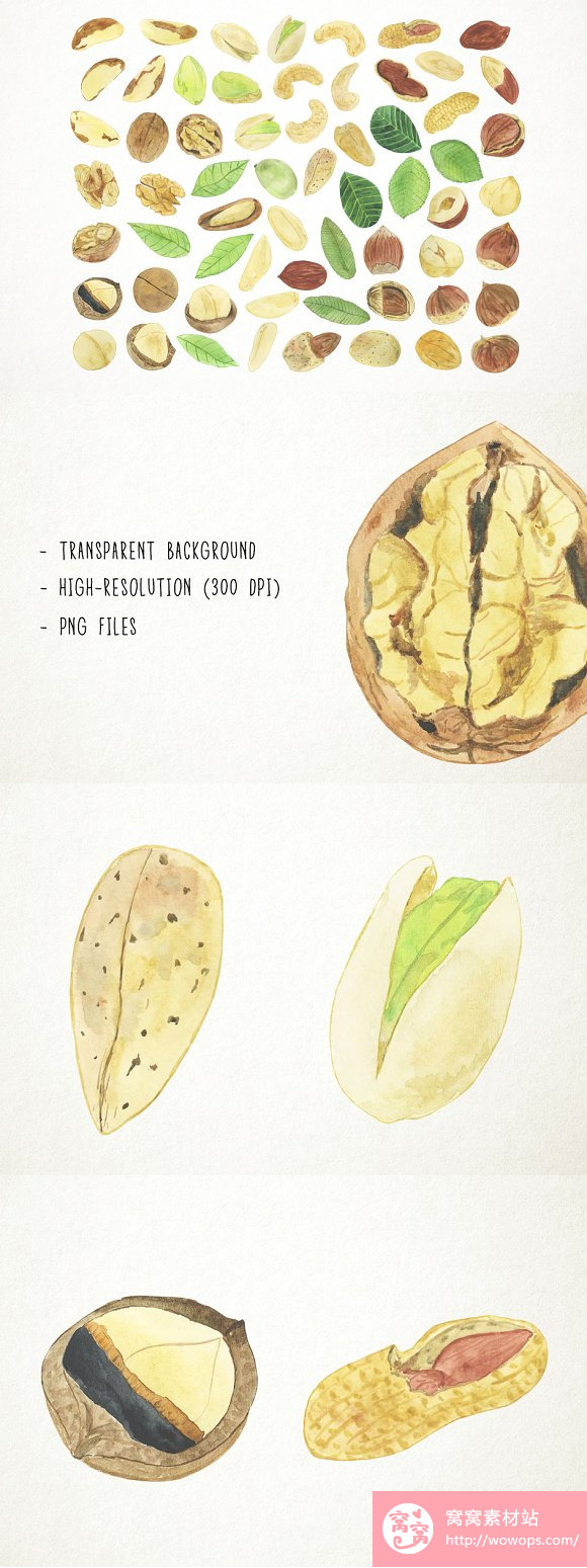 手绘榛子花生开心果腰果栗子各种坚果图片素材2