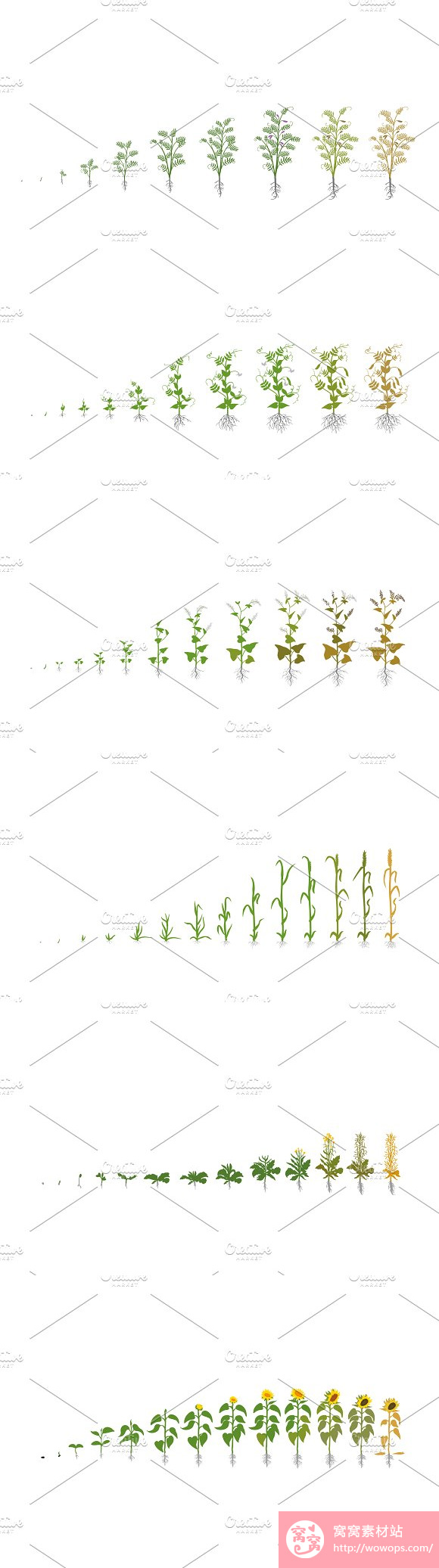 手绘植物蔬菜作物生长期2