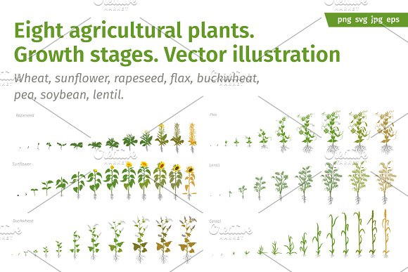 手绘植物蔬菜作物生长期1