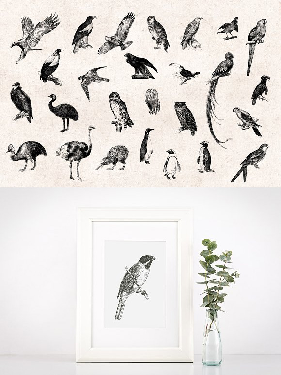 各种手绘素描山雀麻雀燕子杜鹃鸟类动物AI矢量+PNG图片下载3