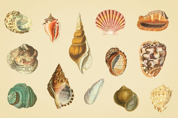 写实手绘贝壳海螺插画png图片素材下载2