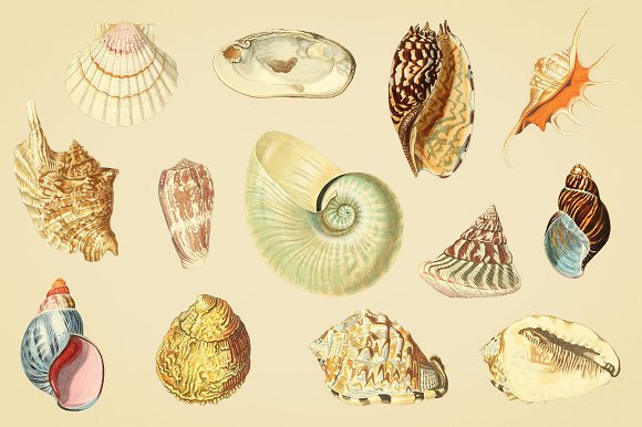 写实手绘贝壳海螺插画png图片素材下载3