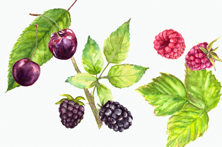 手绘水彩蓝莓浆果PNG素材图片3