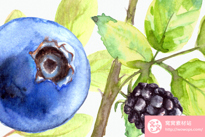 手绘水彩蓝莓浆果PNG素材图片4