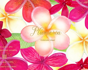 手绘花朵素材Plumeria Tropical watercolor flowers 3485422