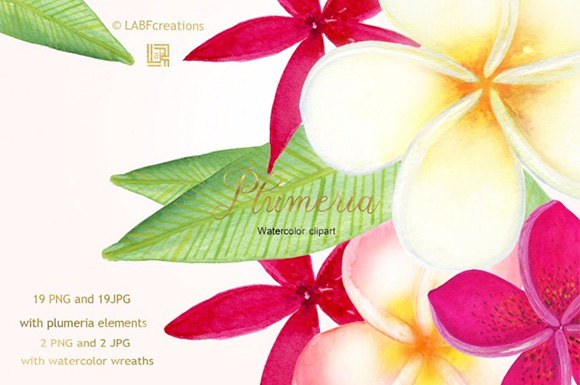 手绘花朵素材Plumeria Tropical watercolor flowers 34854223