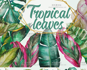 手绘水彩热带植物龟背竹绿叶树叶子叶片包装设计PNG免抠PS素材